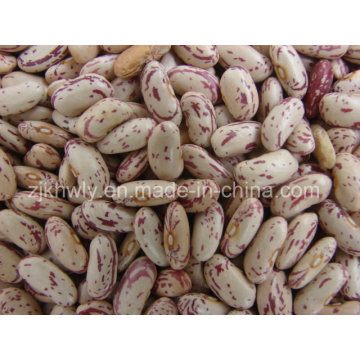 Light Speckled Kidney Beans (LONG SHAPE)